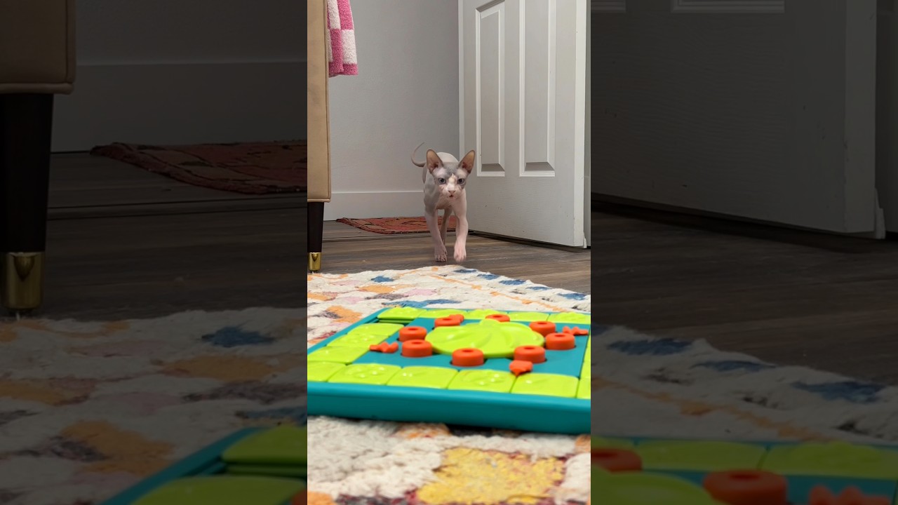 The Puzzle Master is DEFEATED?? 🧩 #shorts #sphynx #hairlesscat #pets #genius
