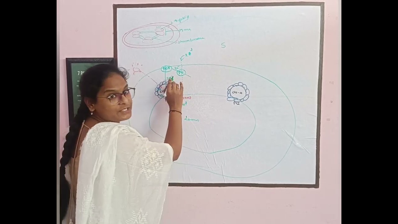 Photosynthesis/ light reaction/ Photosystems/ ATP and NADPH production 