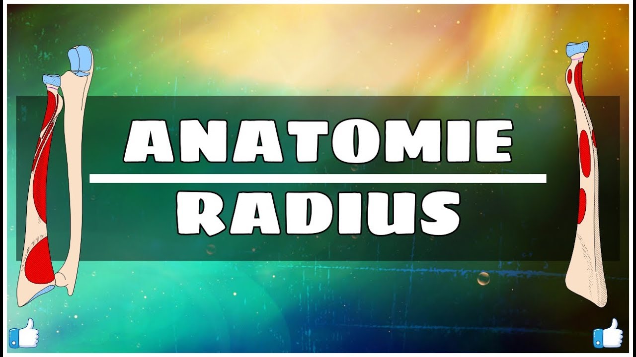 Anatomie du membre supérieur | Radius