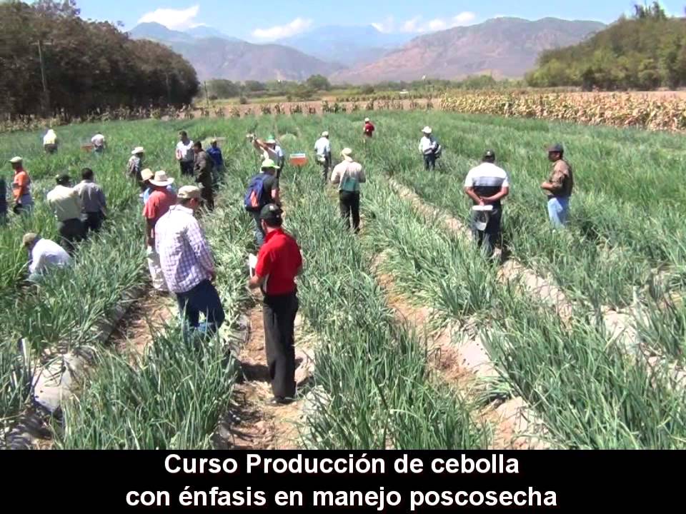 CURSO PRODUCCION DE CEBOLLA