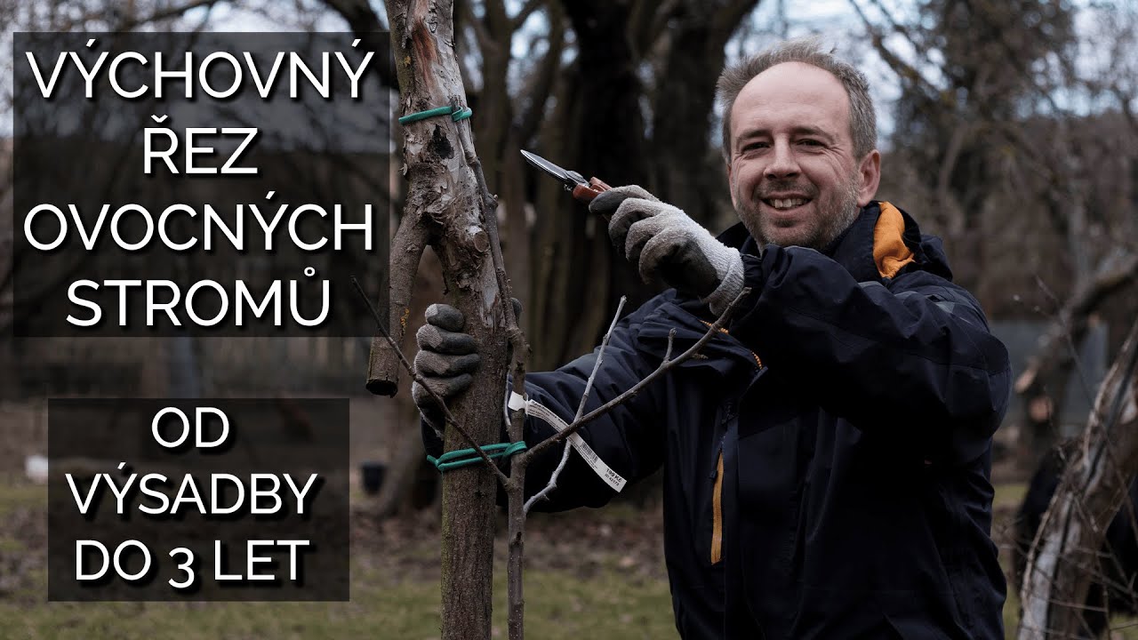 Výchovný řez ovocných stromů od výsadby do 3 let