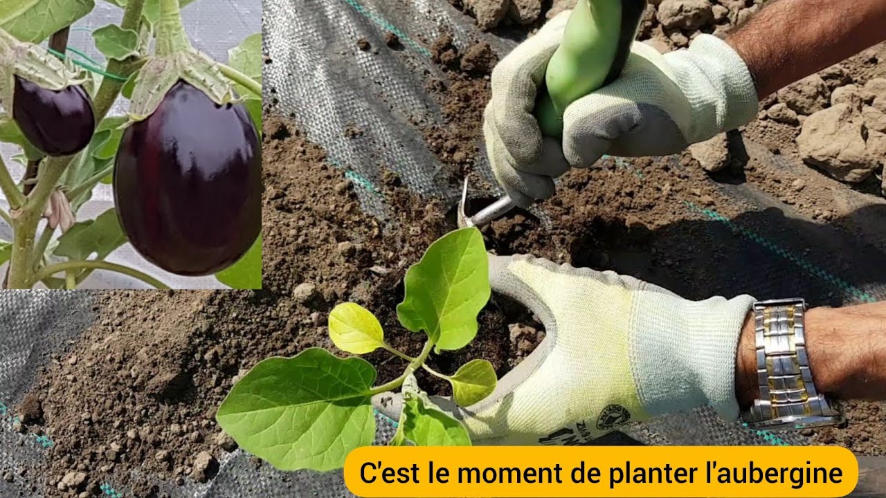 Comment bien planter l'aubergine ?  2022