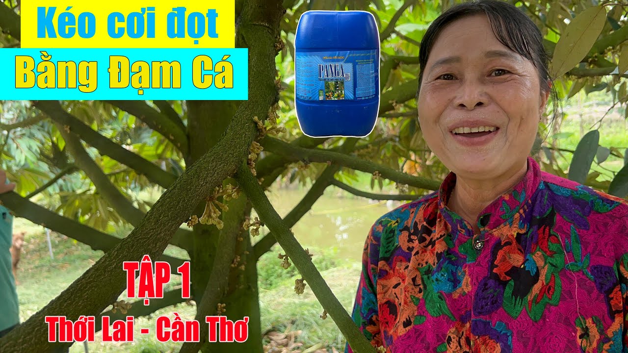 KÉO CƠI ĐỌT KHI MẮT CUA SÁNG