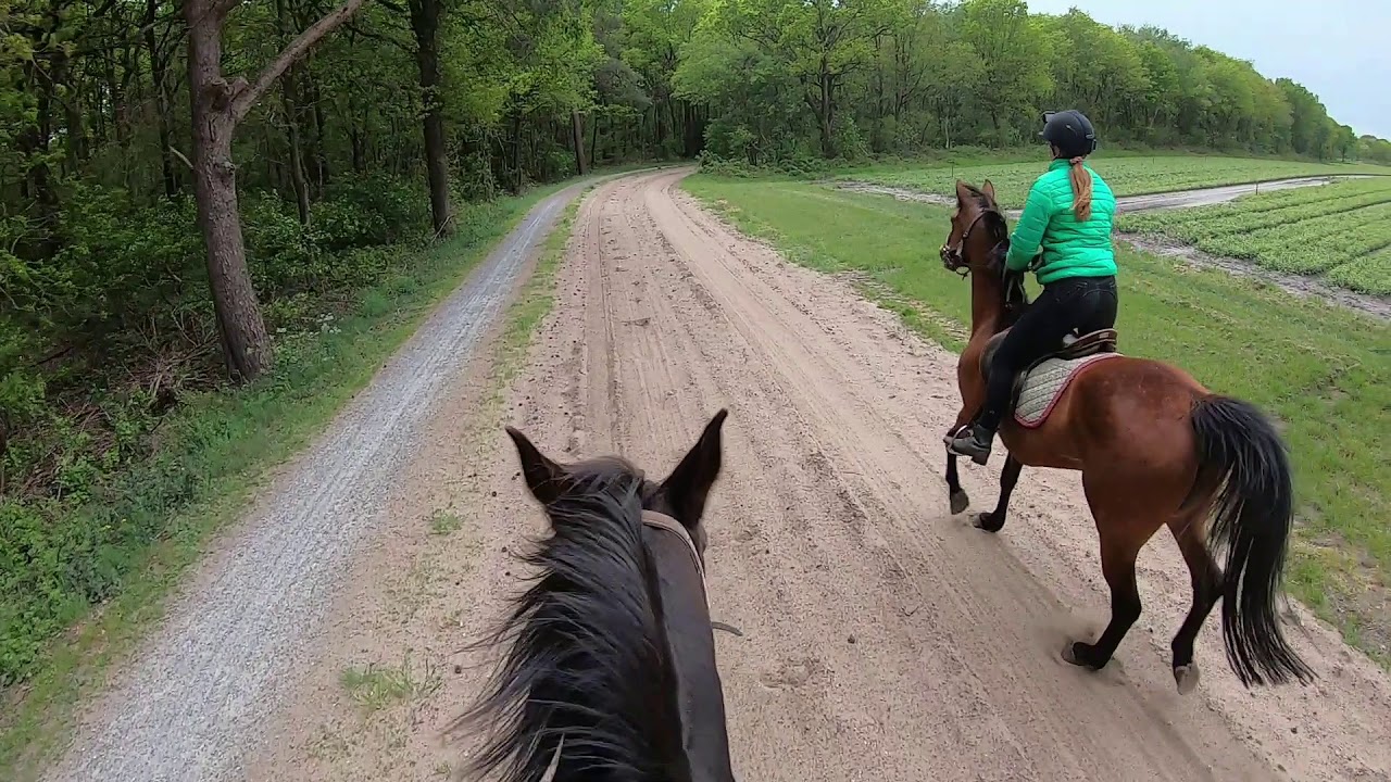 Fjordenpaard huren 12/05/2020