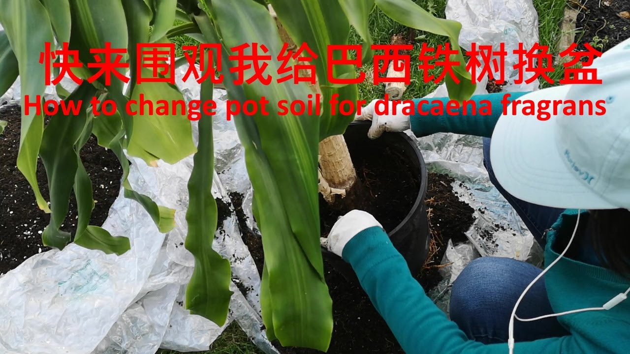 快来围观我给巴西铁换盆-巴西铁（4）