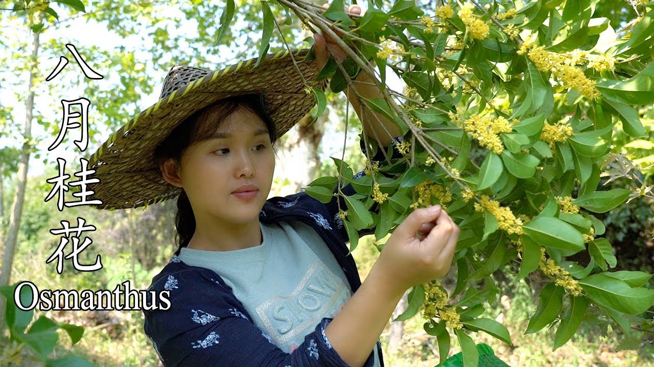 八月桂花遍地开，新鲜桂花制作糖桂花、桂花酒，太香了！