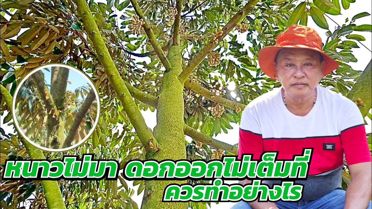 EP502 | อากาศหนาวไม่มา ดอกยังไม่ออก ควรทำอย่างไร | ป๋าแสวงการเกษตร☘️☘️