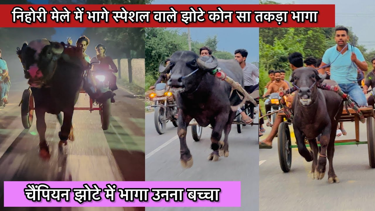 निहोरी मेले में भागे स्पेशल वाले झोटे जिनके बीच में भागा उनना बच्चा टिकला परतापुर की याद दिला दी 🏆 !