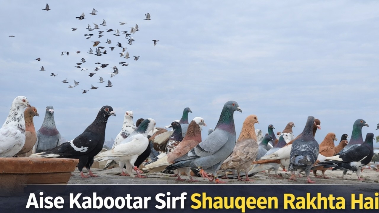 Aise Kabootar Sirf Shauqeen Rakhta Hai 🕊️ | Rare Pigeons & Beautiful Breeds 2026 |