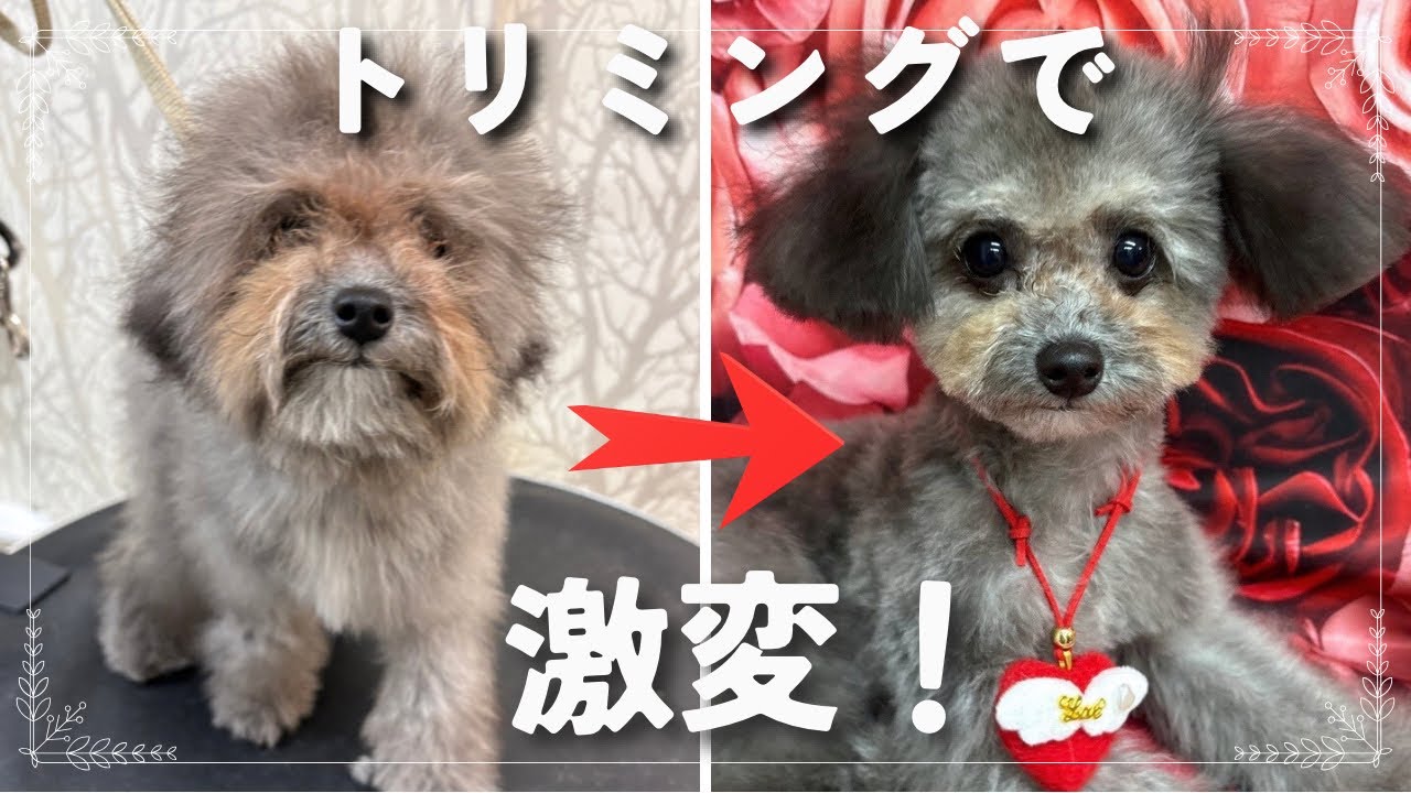 【隠れ家サロン】トリミングで激カワ🩷