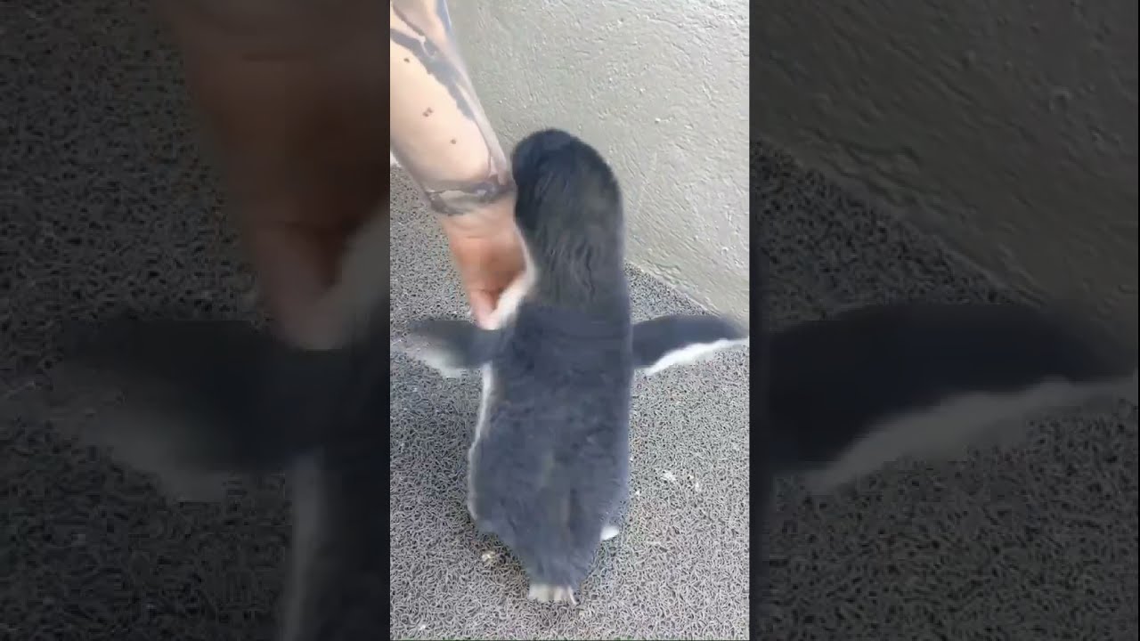 Petting a baby penguin