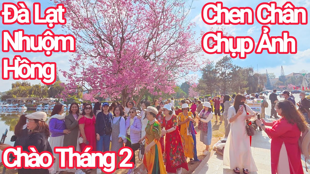 Cuối Tuần Chen Chúc Chụp Ảnh Mai Anh Đào Nhuộm Hồng Đà Lạt