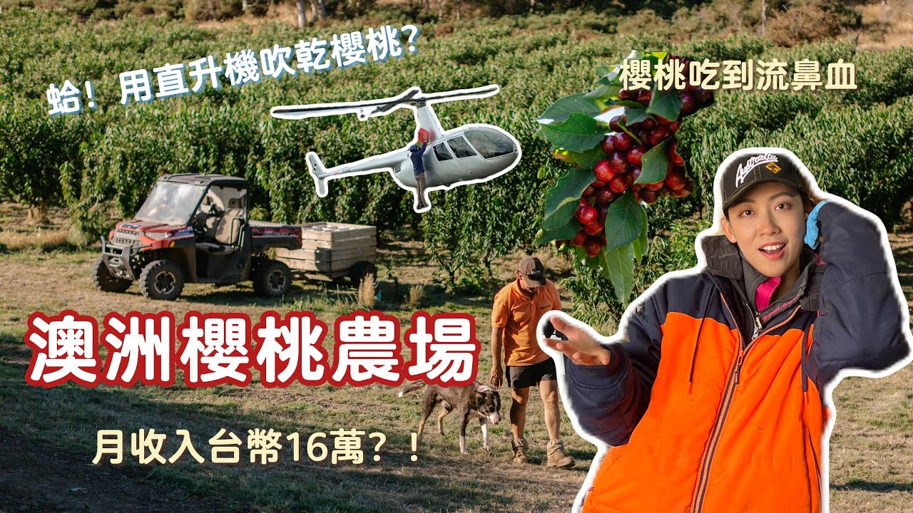 澳洲打工度假｜櫻桃農場集簽工作🍒月收入近16萬台幣要繳多少稅？如何找農場工作？開箱農舍環境🐭法國室友🇫🇷Working Holiday Australia｜Hi I'm Emma