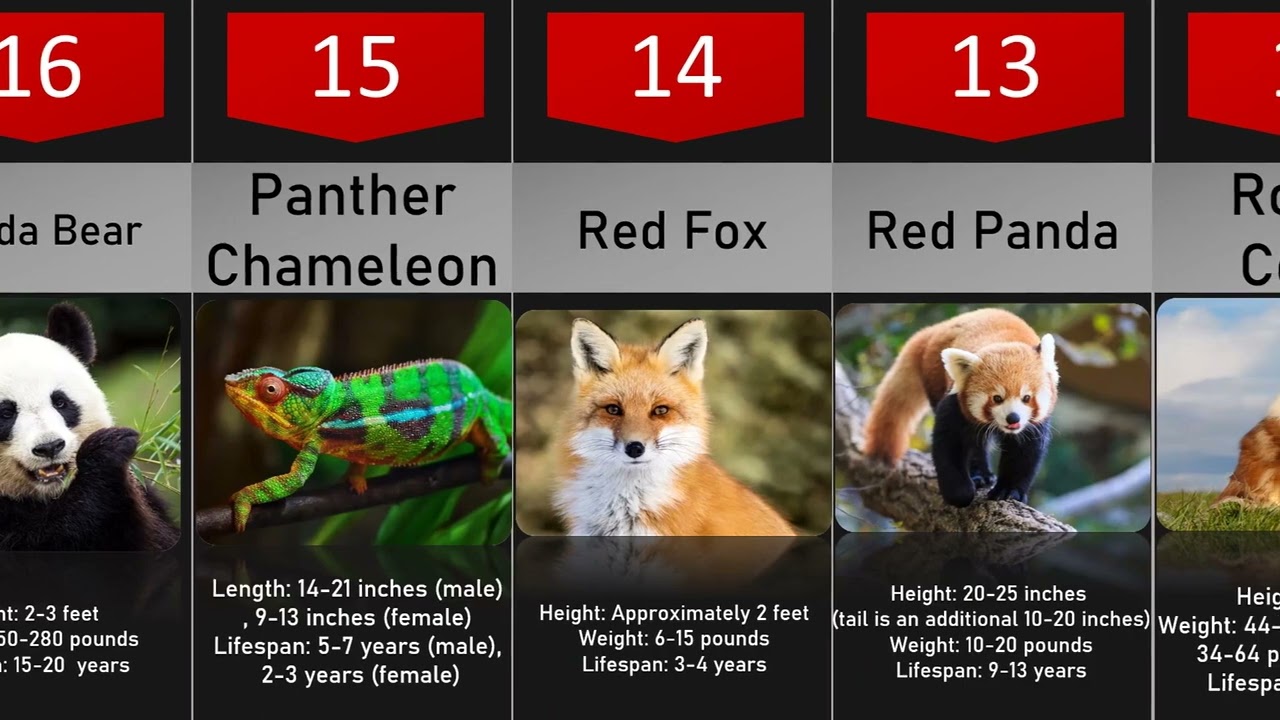 30 Most Beautiful Animals