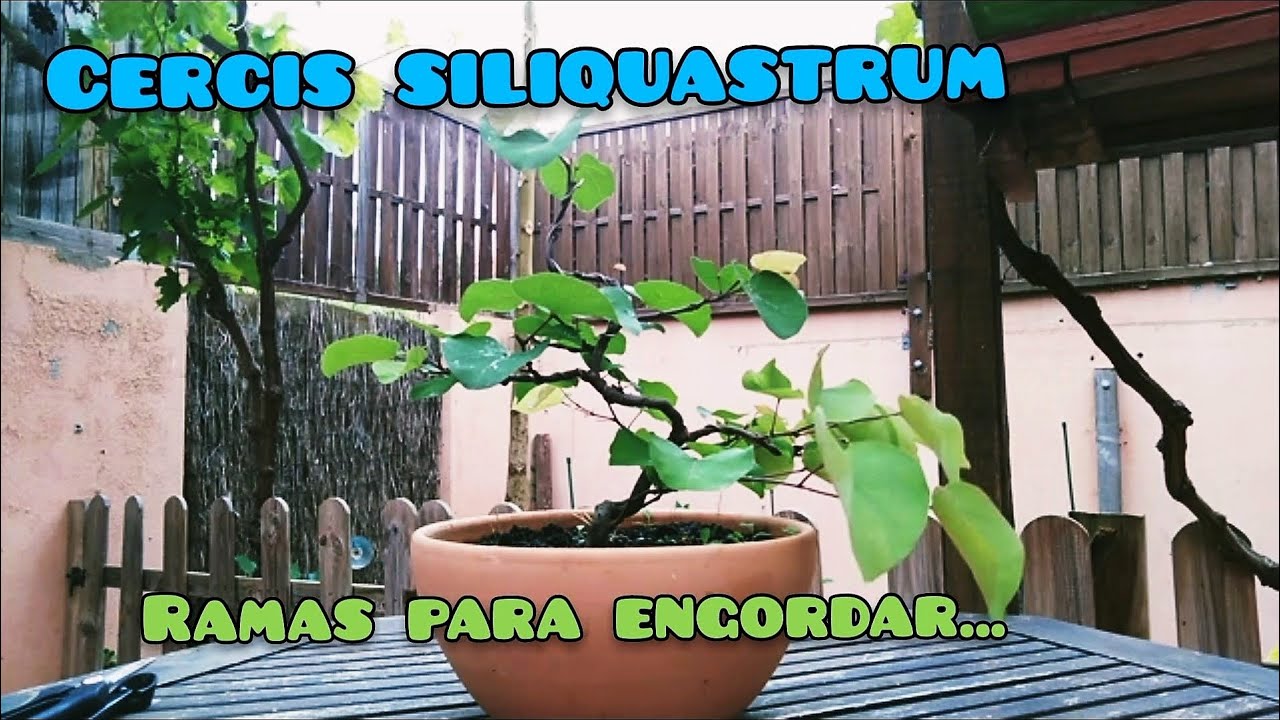 Bonsai Cercis siliquastrum o Árbol del amor y otros arbolitos (acacia negra, granados, guindo).