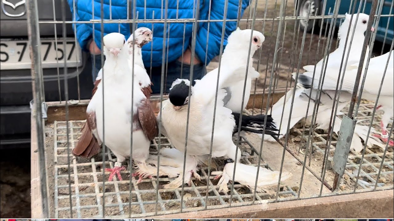 Rynek targ Łomża 31/12/2023 🕊#gołębie #ptaki #króliki #ryby  #kury #łomża #pigeons #market #rabbit