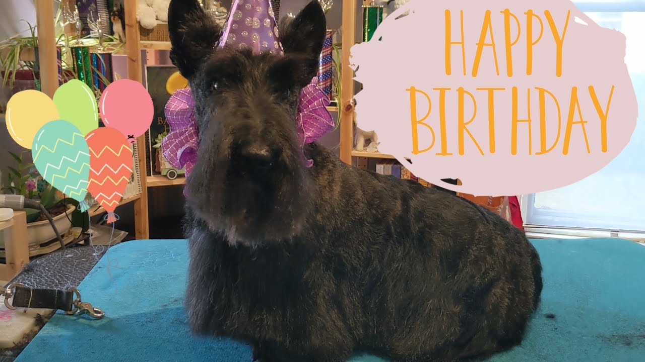 A Birthday Spa Day | Scottish Terrier Pet Groom