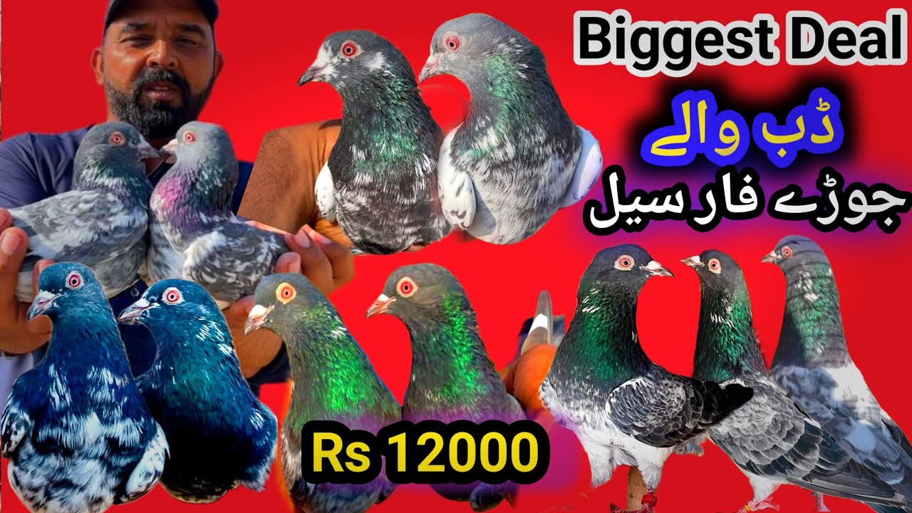 Dab Wale Kabootaron Ki Khubsurat Collection 5 Judon Ki Deal| 📱 03455596660| Online Kabootar For Sale