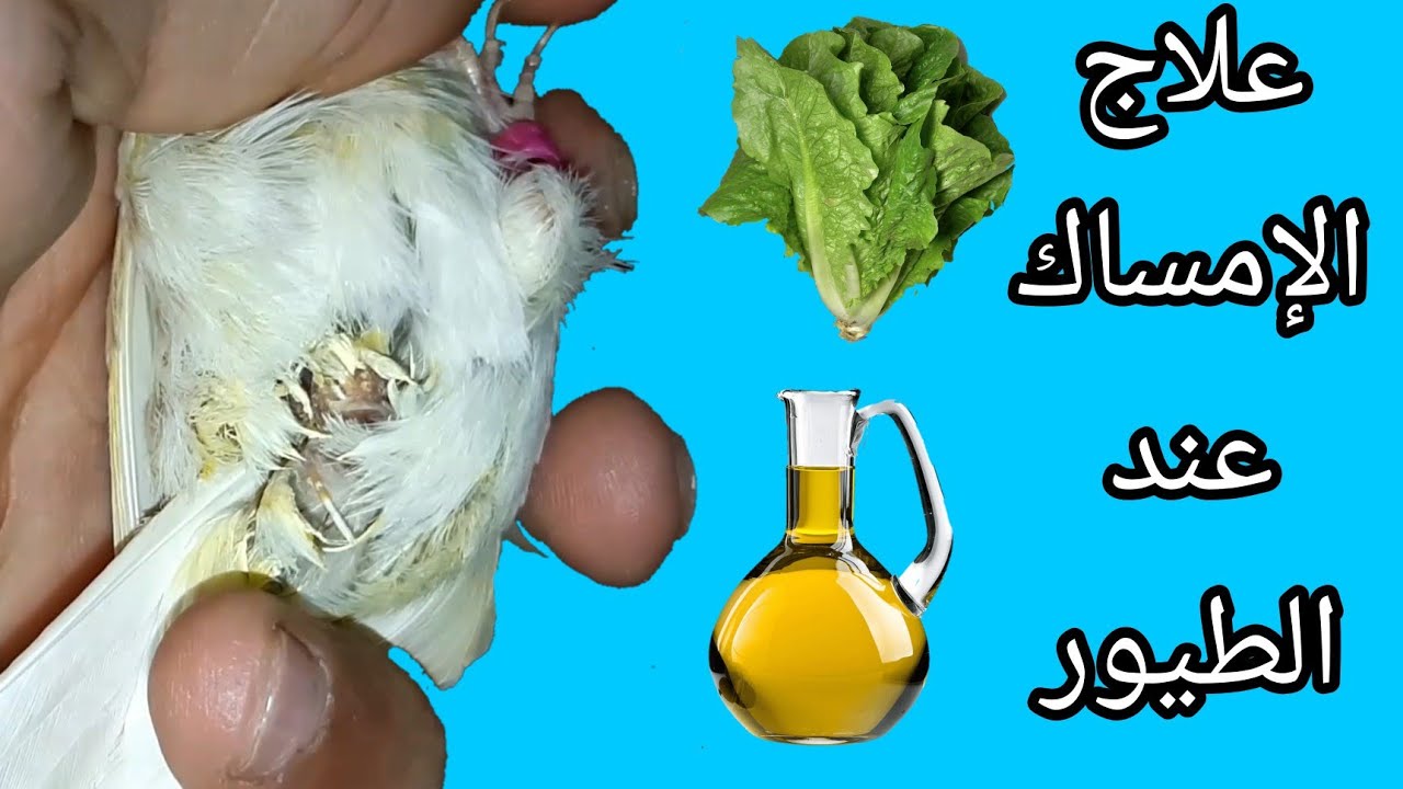لهذا السبب يهتز الطائر عندما يريد التبرز | الإمساك |
