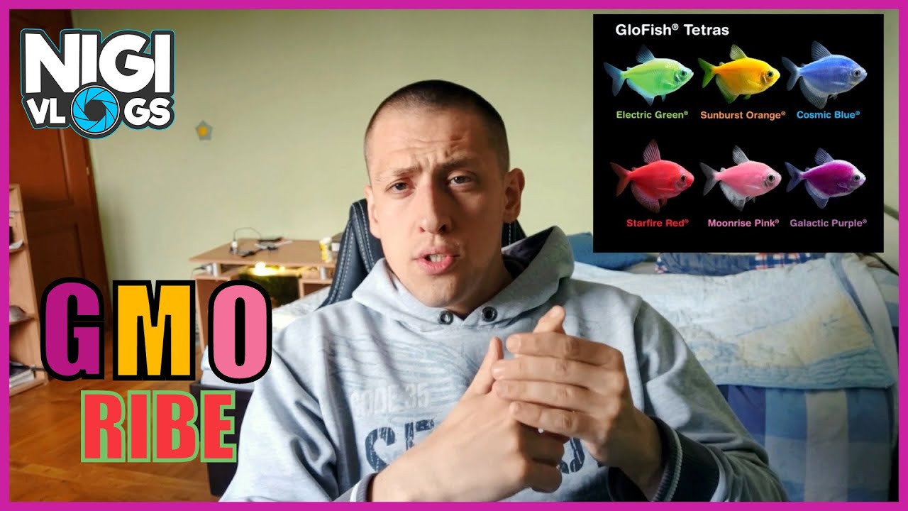 GMO ribe u akvarijumu - Kolor Tetre i Šarene Zebrice #Akvaristika