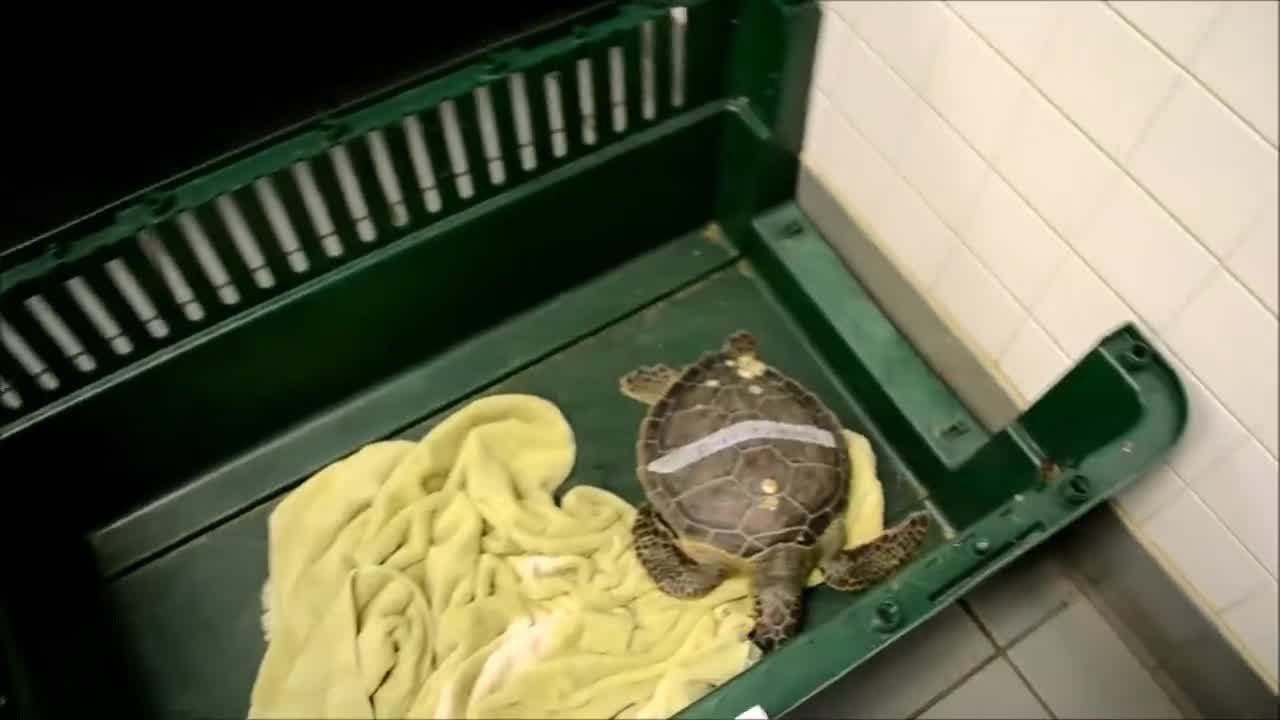 Lookout for Cold-Stunned Sea Turtles