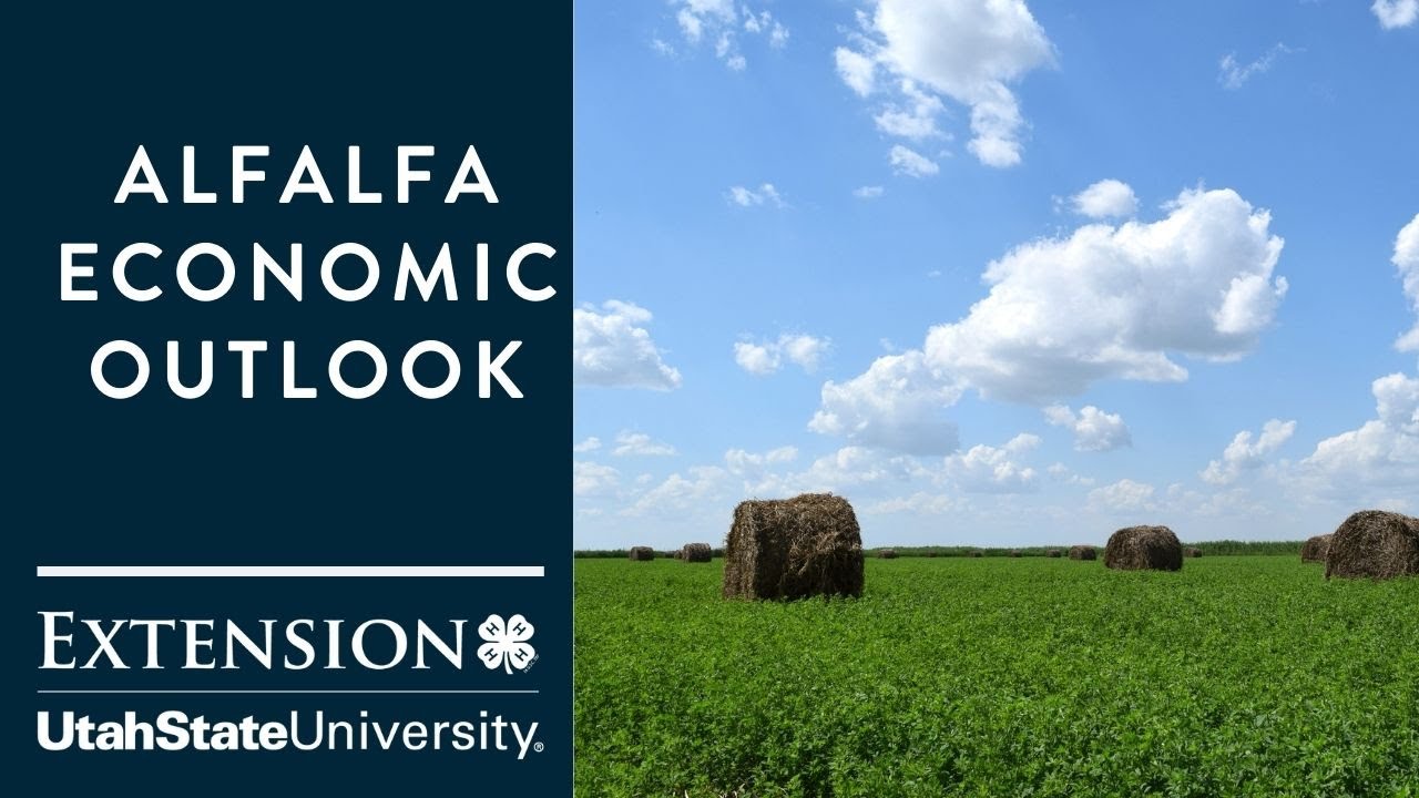 Alfalfa Economic Outlook