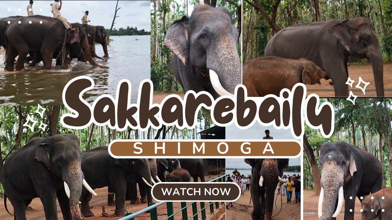 Sakkarebailu | Shimoga @VidyaAvinashvlogs #shimoga #elephant #tourism #youtube #davanagere #love