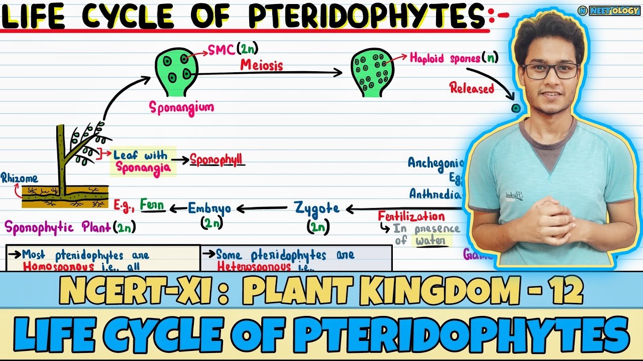 Plant Kingdom| Lec 12- Life Cycle of Pteridophytes| Class 11| NEET| Neetology