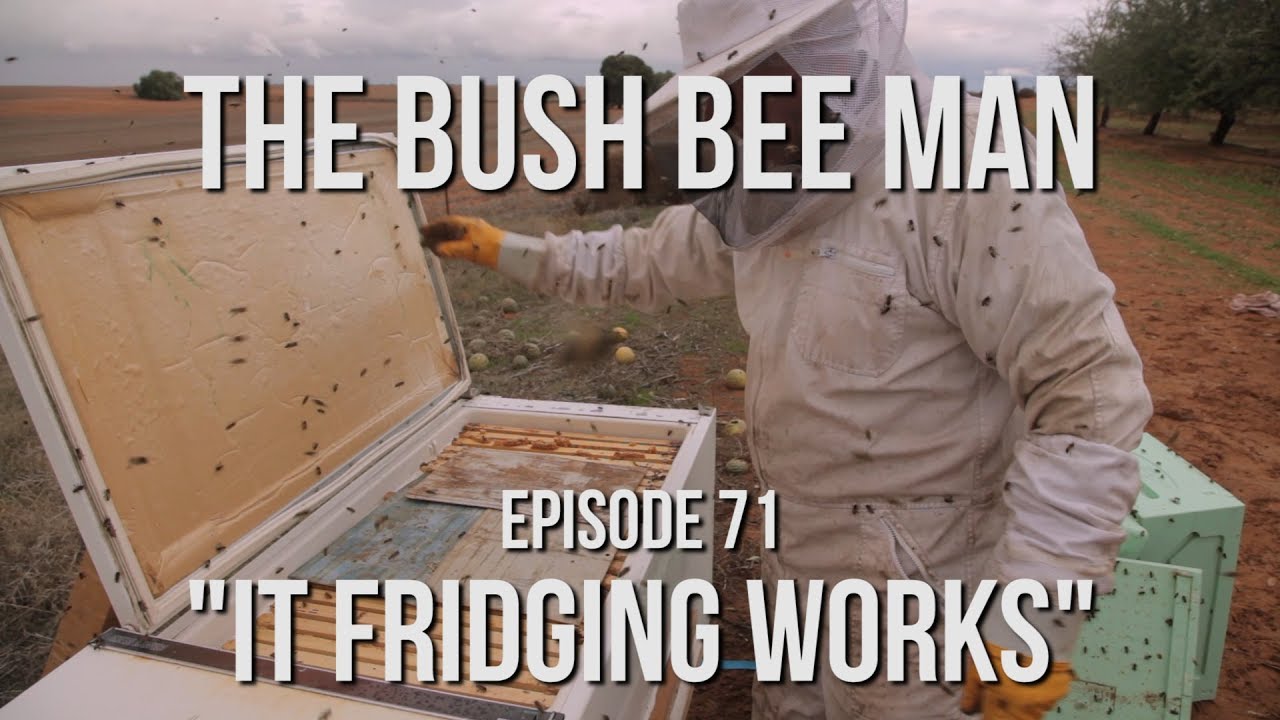 Transferring Bee into the Top Bar Fridge Bee Hive - Episode 71: 