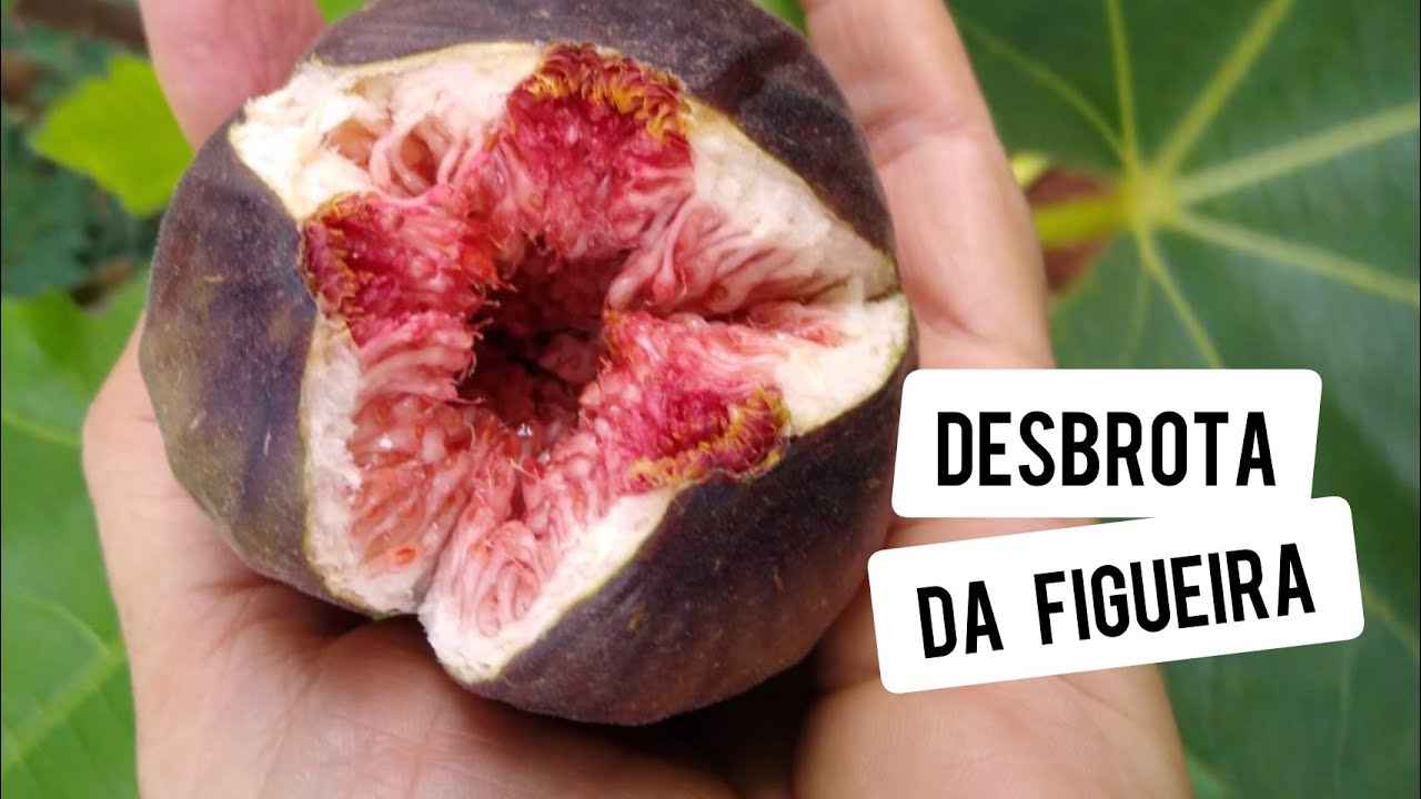 Como fazer a DESBROTA da figueira