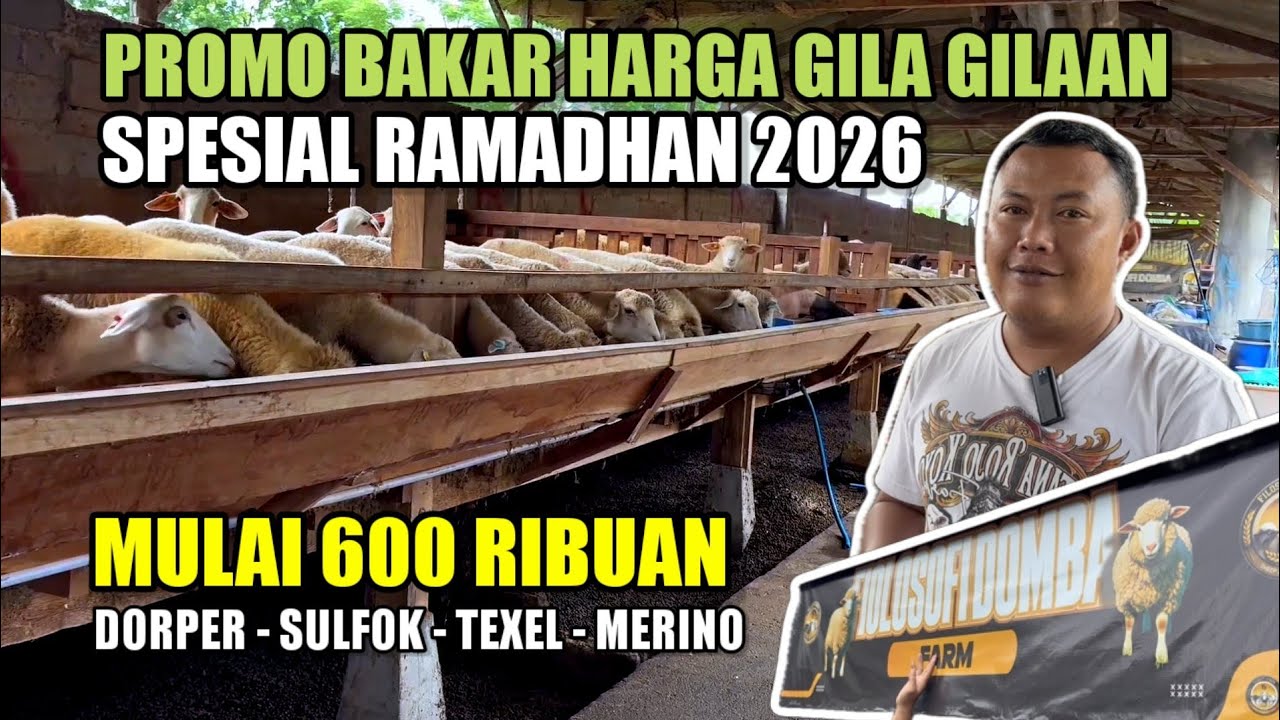 PROMO BAKAR HARGA DOMBA DORPER SULFOK, TEXEL, MERINO, MULAI 600 RIBUAN DI FILOSOFI DOMBA FARM