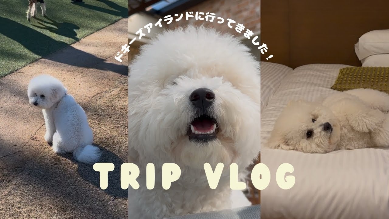 犬のディズニーランド！社交性0のビションフリーゼが行く一泊二日ドギーズアイランド🌼