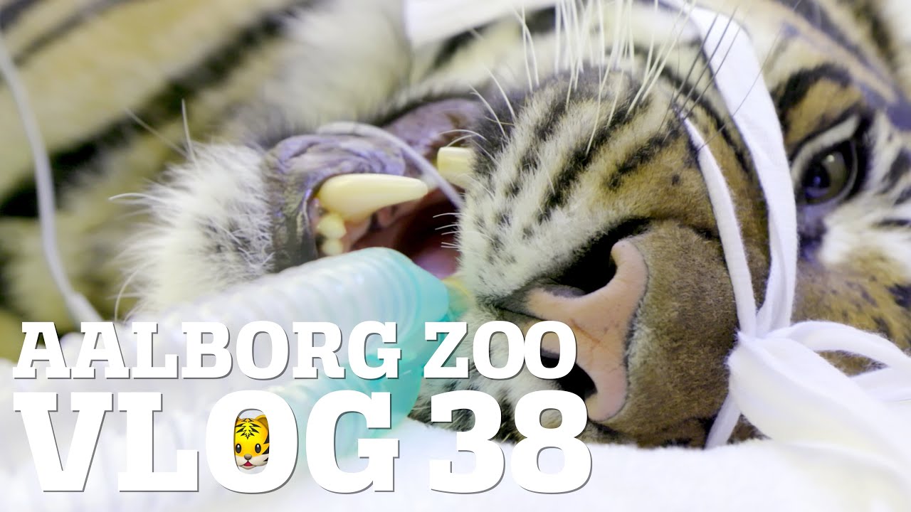 VILDT! Tigeren er til tandl&aelig;ge | Nyhed hos chimpanserne | hvorfor rovdyr?  | Aalborg Zoo VLOG 38 4K
