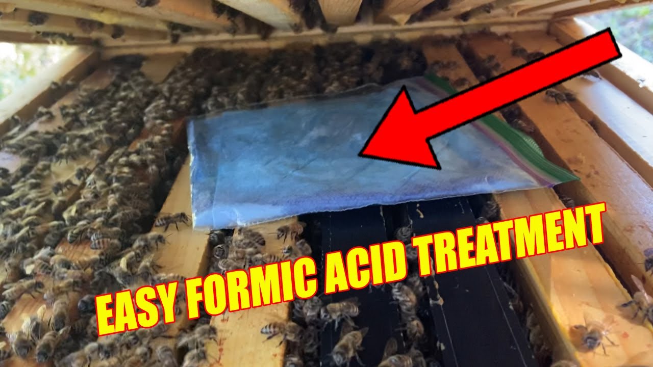 How to treat your bees with with liquid formic acid to control varroa mites.