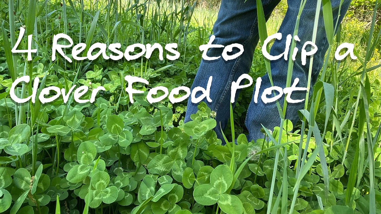 Does Mowing a Clover Food Plot Make it More Attractive to Deer? | Clover Food Plot for Deer