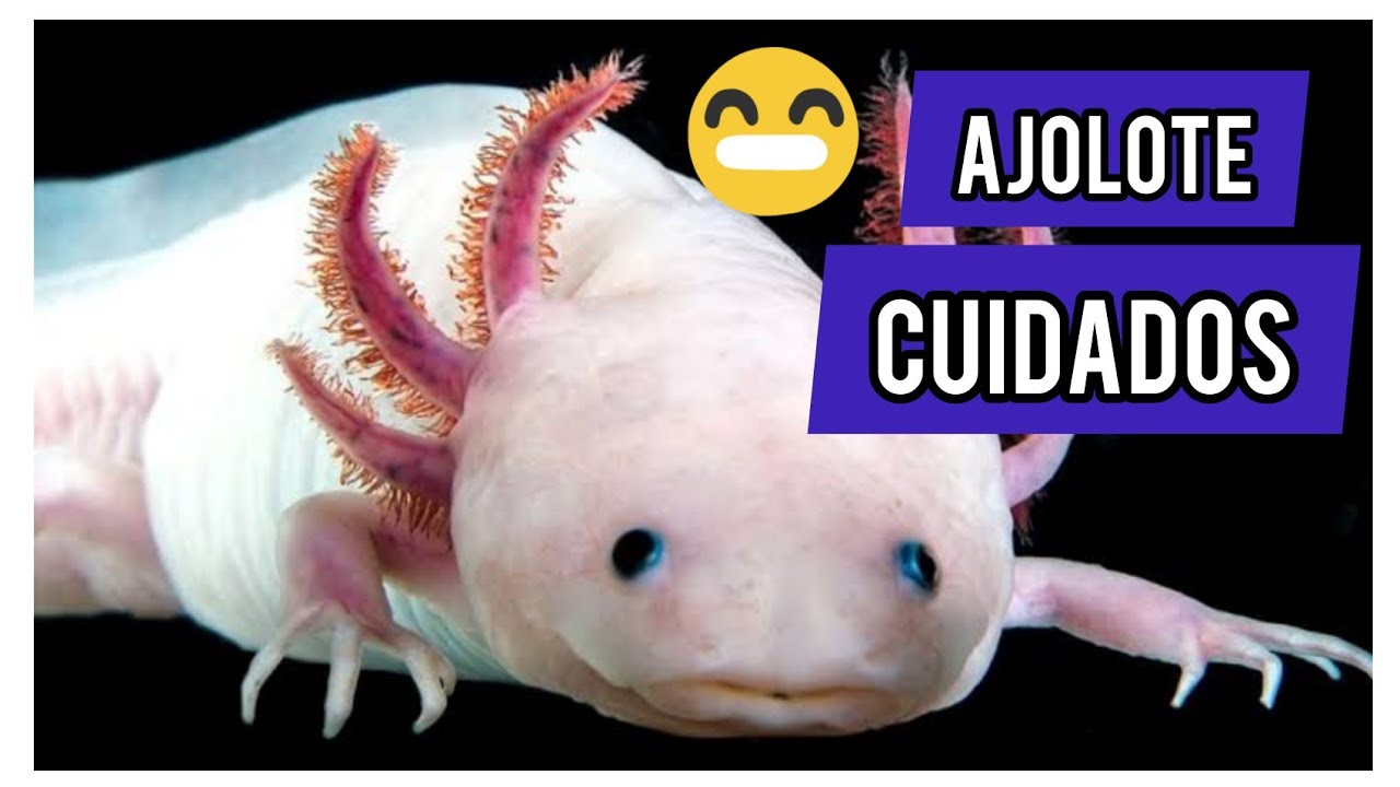 Ajolotes, Guía de cuidados