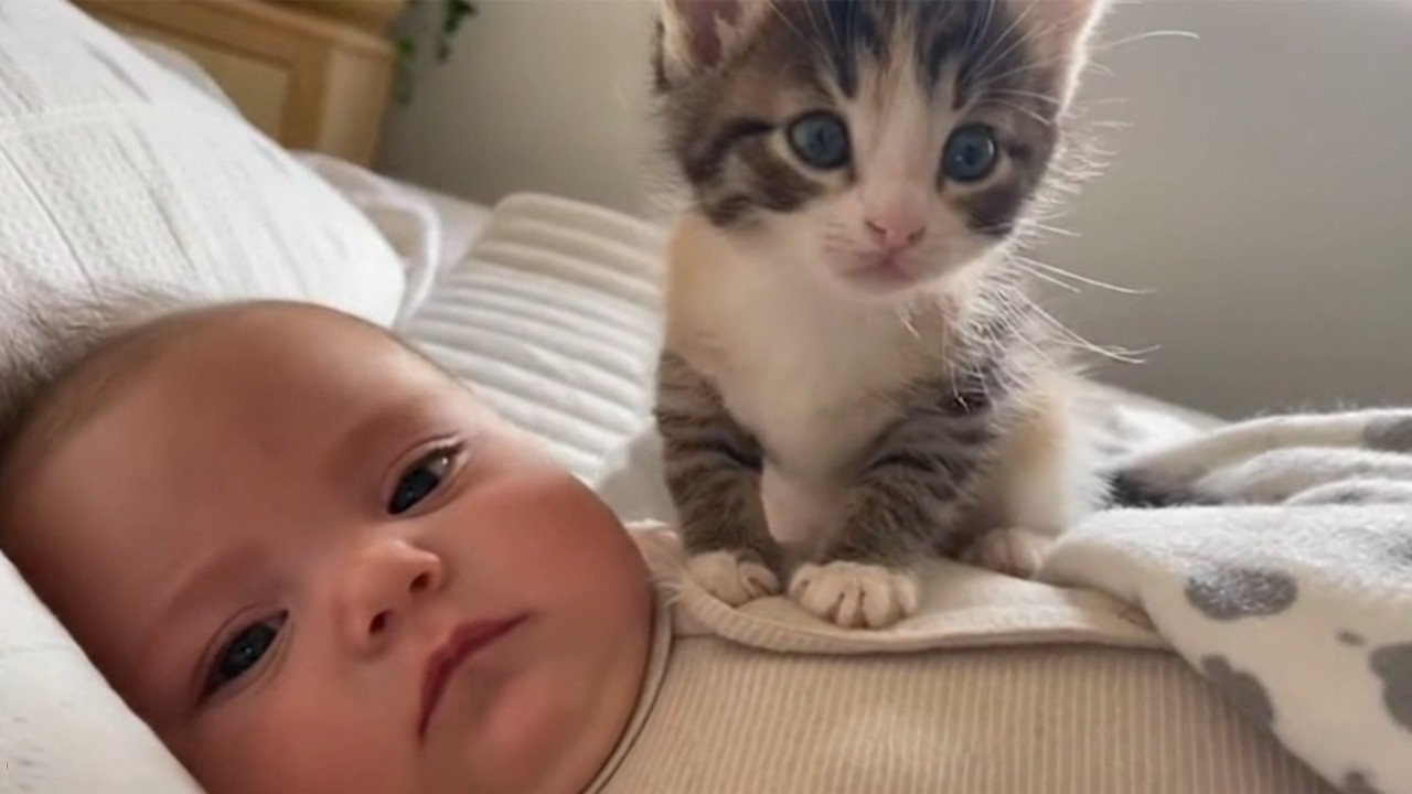 The Kitten Refused to Leave the Sleeping Baby 😭🐱❤️