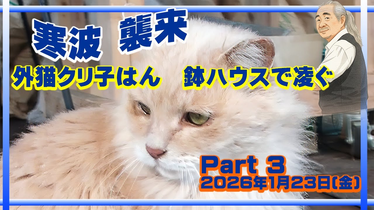 寒波第二波来襲　外猫クリ子はん鉢ハウスで凌ぐ　1月23日金