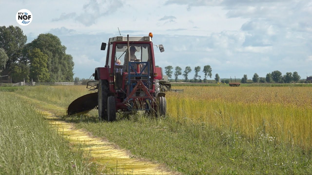 Liefhebbers trekken vlas bij Engwierum: 