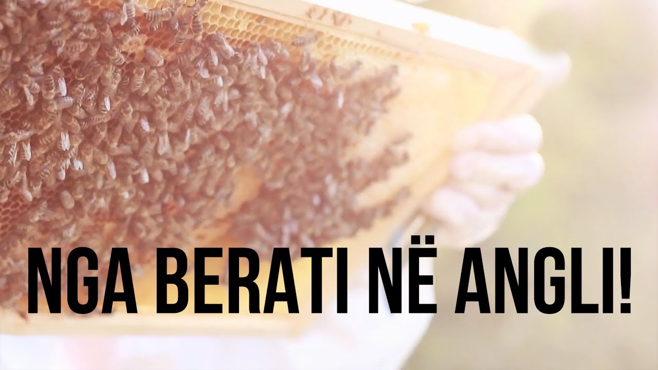 Nga Berati në Angli! Mjalti i Zhapokikës po pushton tregjet ndërkombëtare! | Vlog në Dritare