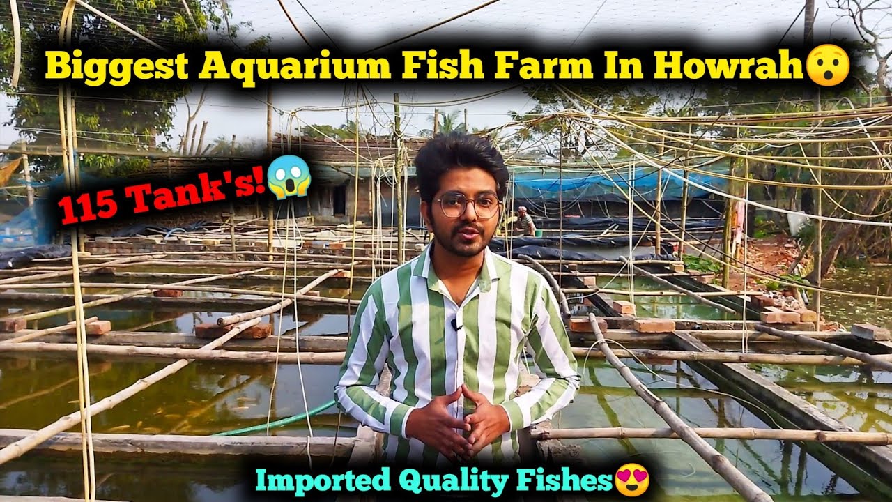 115 Tank's 😱 | Biggest Aquarium Fish Farm In Howrah 😯 | रंगीन मछली फार्म 🐠 | Imported Quality Fishes