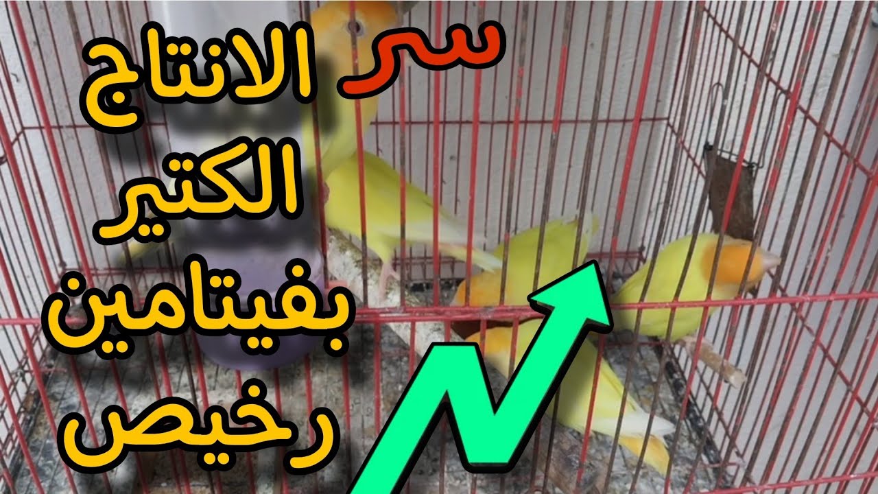 ارخص❗️ واقوى فيتامينات لتجهيز طيور الزينة  لبداية موسم إنتاج قوى💥💪