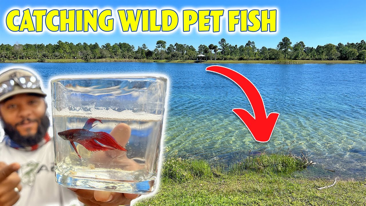 Monster Mike: Catching WILD PET FISH for New FISH TANK!