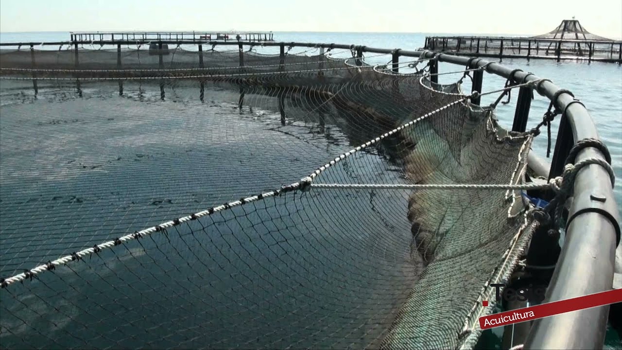 CULTIVAR EL MAR, ACUICULTURA