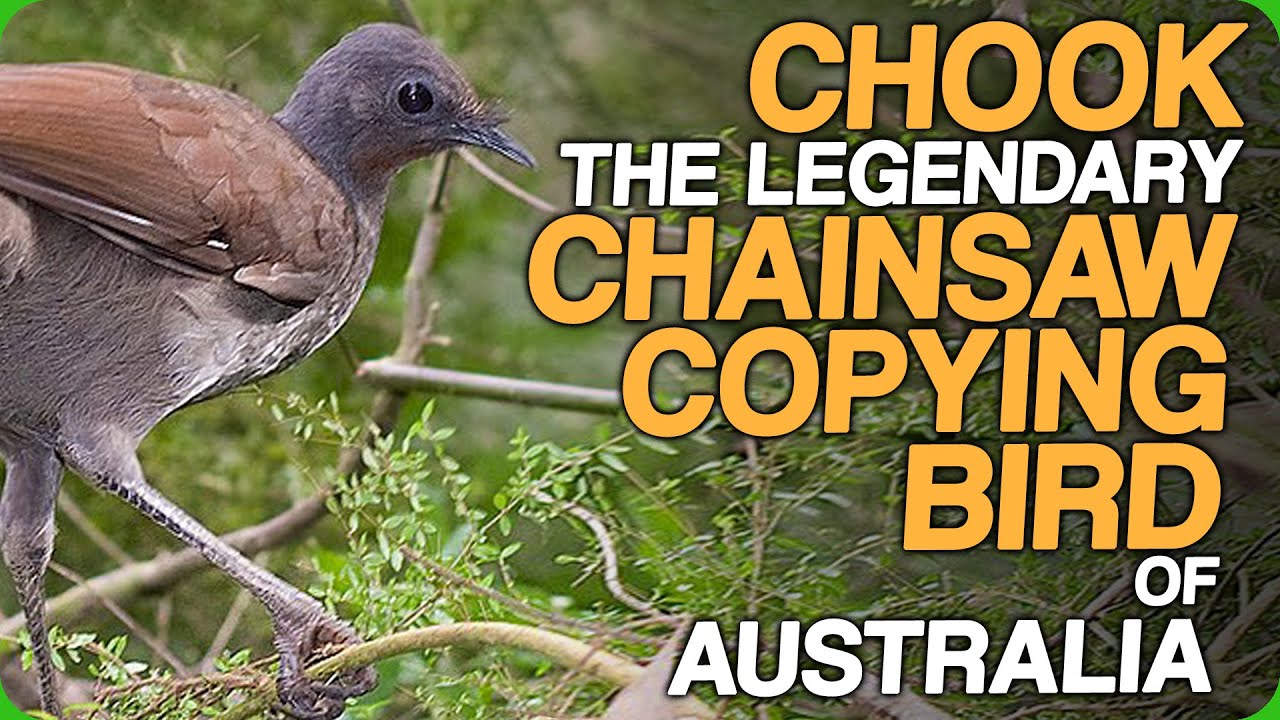 Chook - The Legendary Chainsaw Copying Bird of Australia (Highs and Lows of Nature Documentaries)