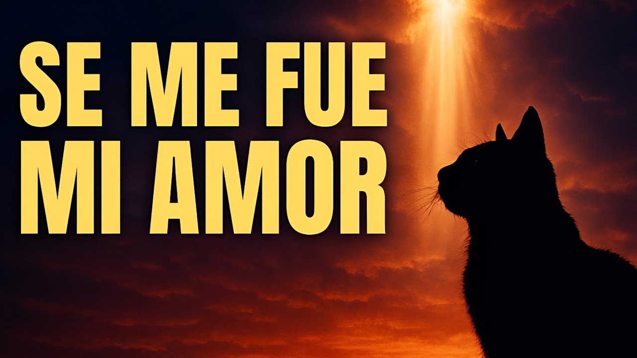 Se me fue mi amor 🐾💔 Para quien perdió a su gatito