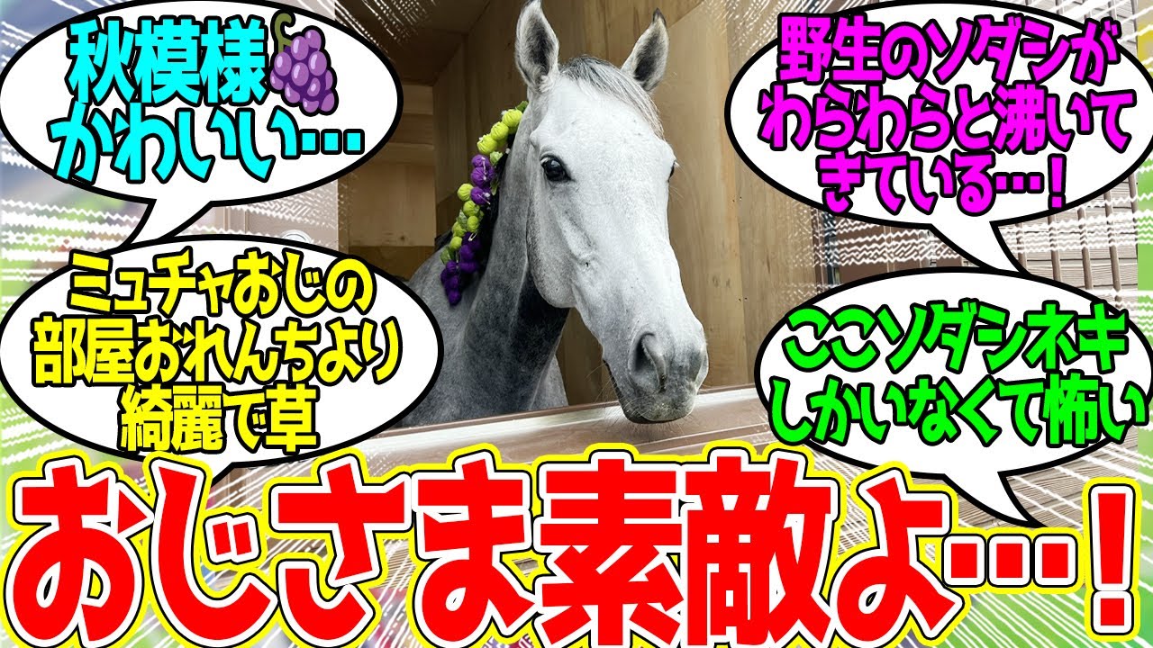 ミューチャリー、新しいお部屋でゴキゲンに対するみんなの反応！【競馬 の反応集】