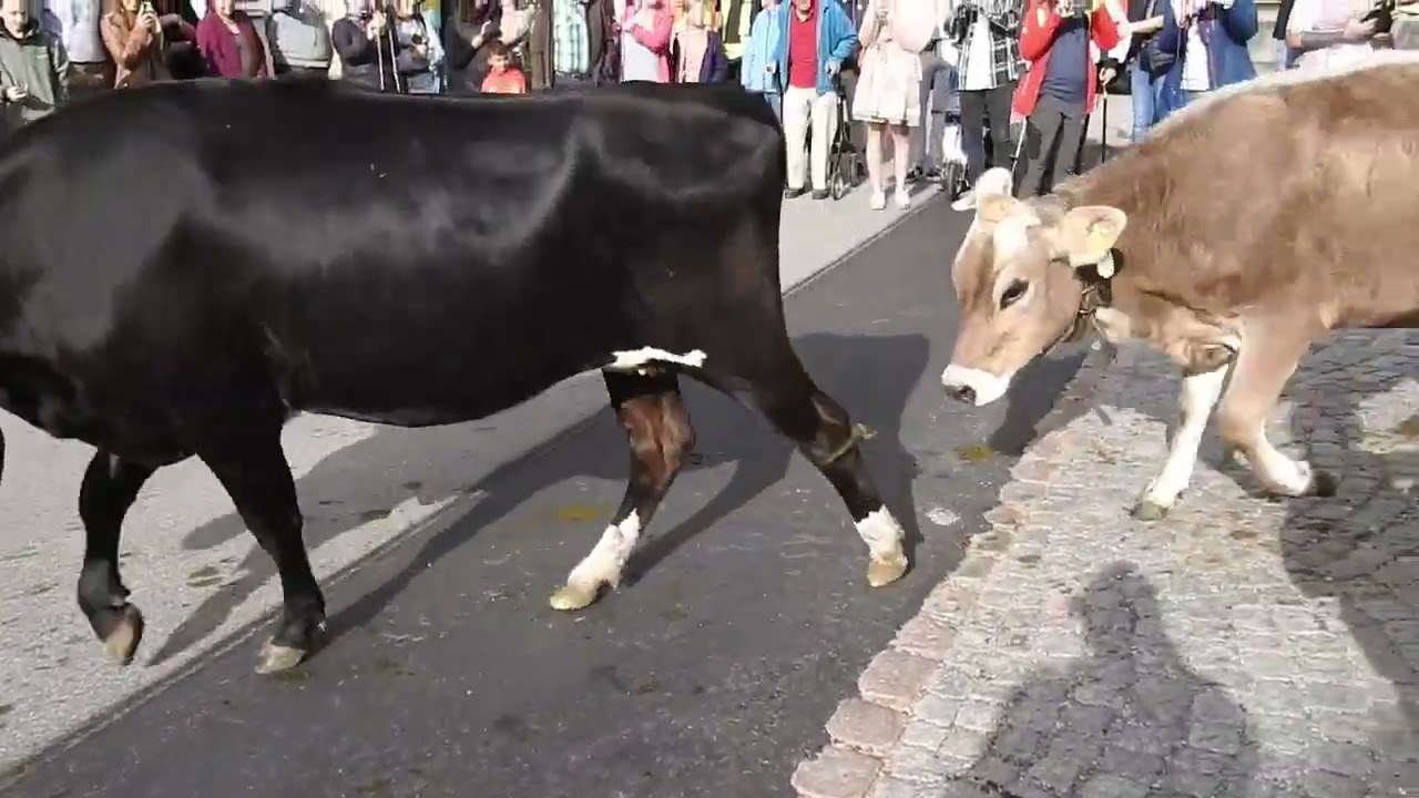 Viehscheid in Haldenwang, Germany (Sep 30,2023)