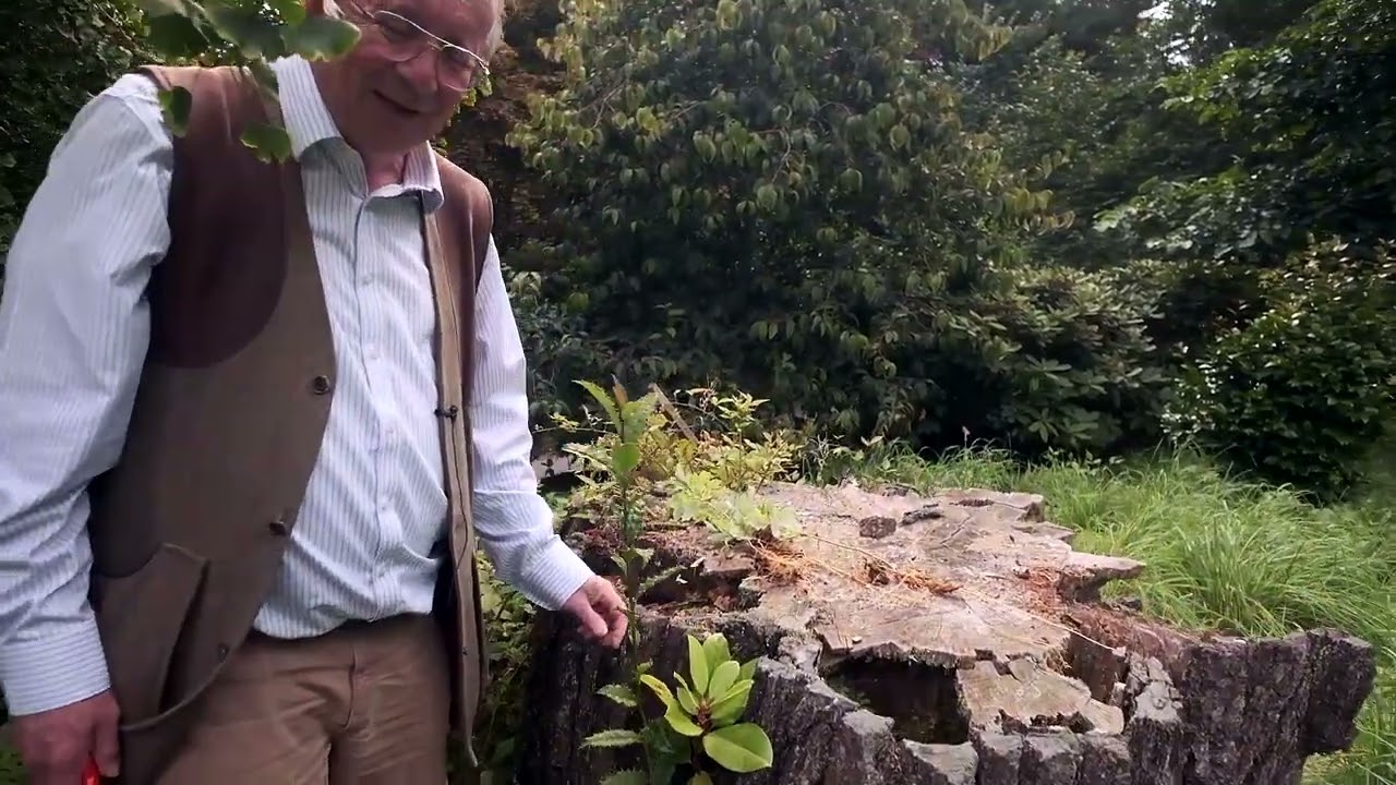 Unusual Natural Regeneration in rotting tree stump