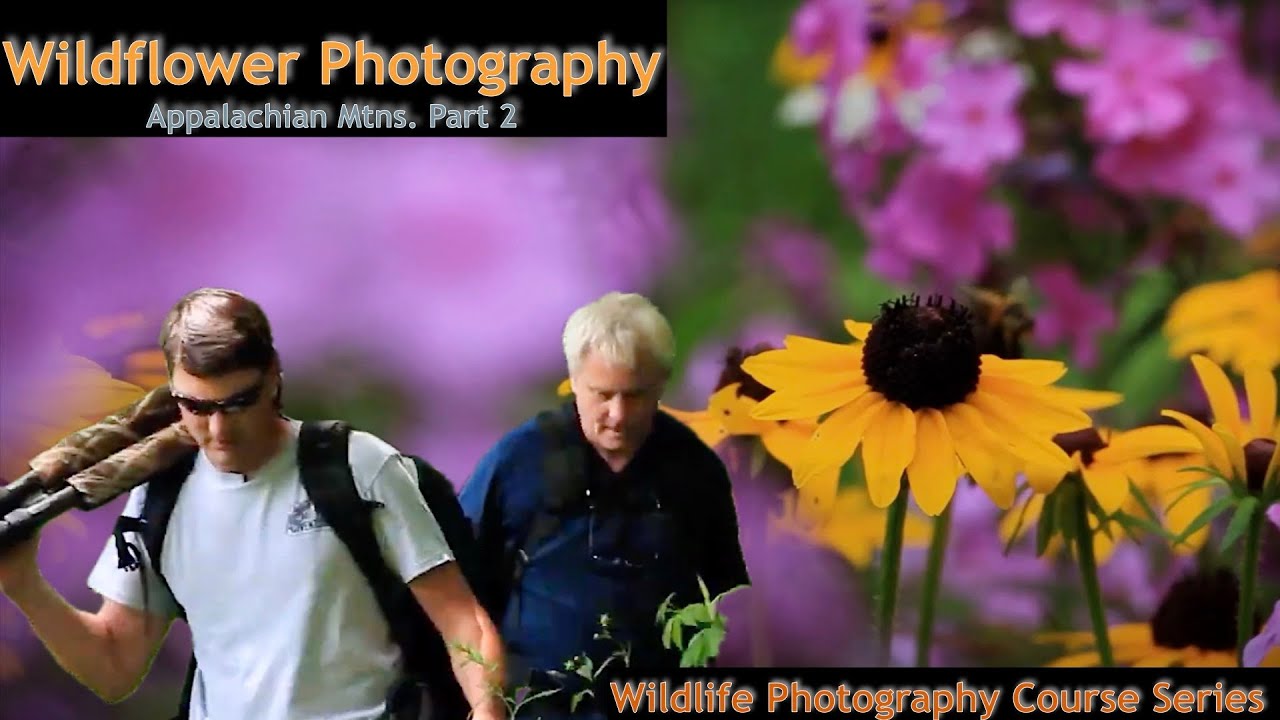 Smoky Mountains Wildflowers Photography Part 2   Wild Photo Adventures